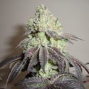 Girl Scout Cookies (Zamnesia Seeds) Femminizzata