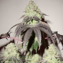 Girl Scout Cookies (Zamnesia Seeds) Femminizzata