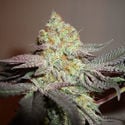 Girl Scout Cookies (Zamnesia Seeds) Femminizzata