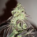 Girl Scout Cookies (Zamnesia Seeds) Femminizzata