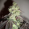 Girl Scout Cookies (Zamnesia Seeds) Femminizzata