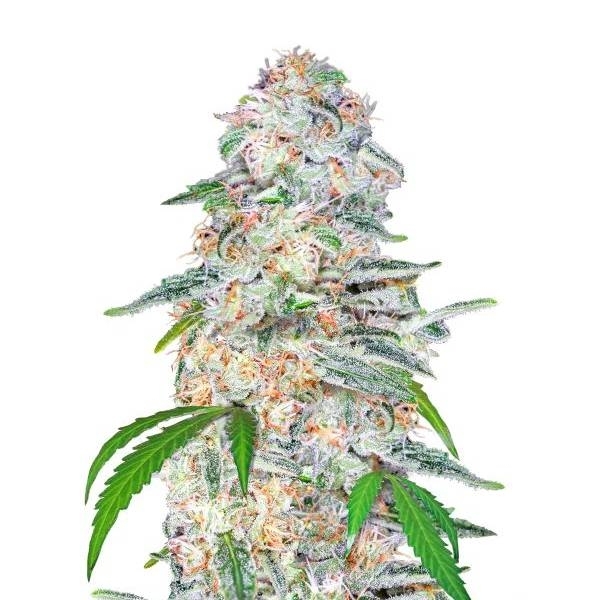 Blue Dream´matic - FastBuds - Zamnesia