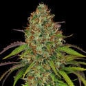 Lemon Power Haze (Zamnesia Seeds) Femminizzata