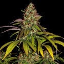 Lemon Power Haze (Zamnesia Seeds) Femminizzata