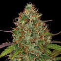 Lemon Power Haze (Zamnesia Seeds) Femminizzata