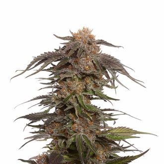 Blue Magic (Amsterdam Genetics) Femminizzata