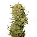 AK-020 Autoflower (Amsterdam Genetics) Femminizzata