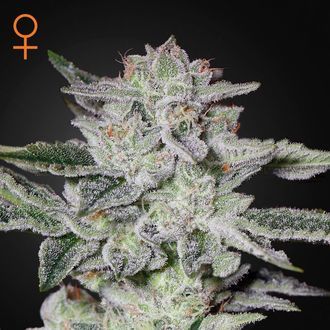 Sweet Valley Kush (Greenhouse Seeds) Femminizzata