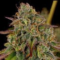 Bruce Banner 3 (Zamnesia Seeds) Femminizzata