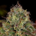 Bruce Banner 3 (Zamnesia Seeds) Femminizzata