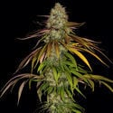 Larry Bird Kush (Zamnesia Seeds) femminizzata