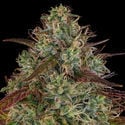 Larry Bird Kush (Zamnesia Seeds) femminizzata