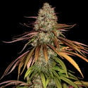 Larry Bird Kush (Zamnesia Seeds) femminizzata