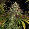 Larry Bird Kush (Zamnesia Seeds) femminizzata