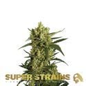 Crackers (Super Strains) Femminizzata