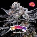 Rainbows (BSF Seeds) femminizzata