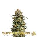 Cookies Krush (Super Strains) femminizzata