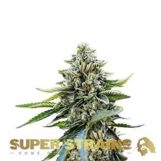 Eden (Super Strains) femminizzata