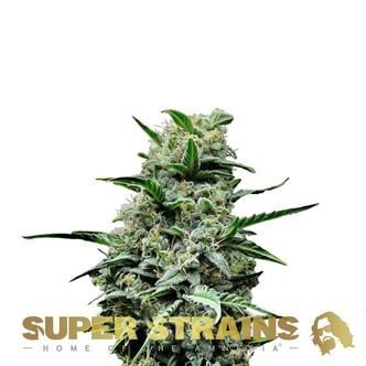 Mexican Candy (Super Strains) femminizzata