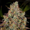 Purple Punch (Zamnesia Seeds) femminizzata