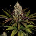 Purple Punch (Zamnesia Seeds) femminizzata