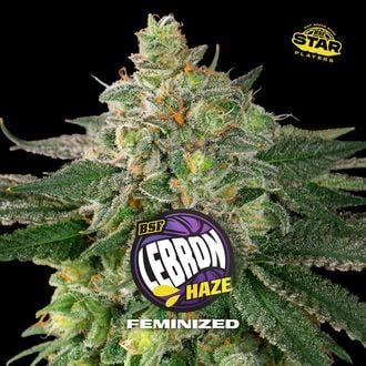 Lebron Haze (BSF Seeds) femminizzata