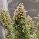 Runtz Automatic (Zamnesia Seeds) femminizzata