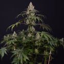 Runtz Automatic (Zamnesia Seeds) femminizzata