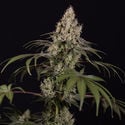 Runtz Automatic (Zamnesia Seeds) femminizzata