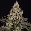 Runtz Automatic (Zamnesia Seeds) femminizzata