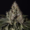 Runtz Automatic (Zamnesia Seeds) femminizzata