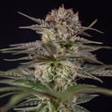 Runtz Automatic (Zamnesia Seeds) femminizzata