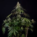 Runtz Automatic (Zamnesia Seeds) femminizzata