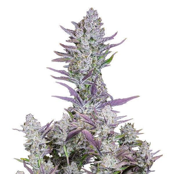 Fast Buds - Wedding Glue - Semi autofiorenti femminizzati