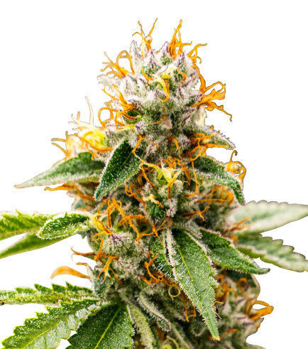 Mango Kush Varietà  Zativo Seeds - Zamnesia