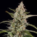 Purple Haze Automatic (Zamnesia Seeds) femminizzata