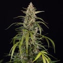 Purple Haze Automatic (Zamnesia Seeds) femminizzata