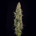 Purple Haze Automatic (Zamnesia Seeds) femminizzata