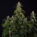 Purple Haze Automatic (Zamnesia Seeds) femminizzata