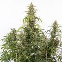 Purple Haze Automatic (Zamnesia Seeds) femminizzata