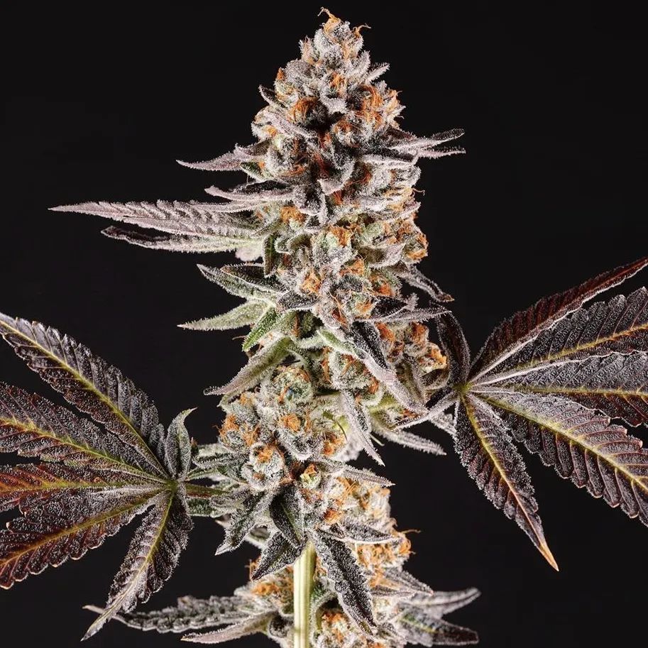 La Bomba | Compound Genetics - Zamnesia