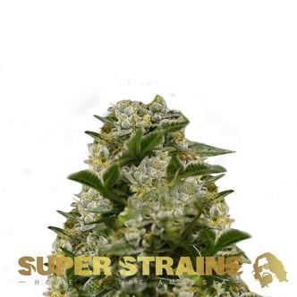 Ibiza Farmers (Super Strains) femminizzata