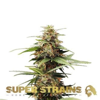 Hermana de la Noche (Super Strains) femminizzata