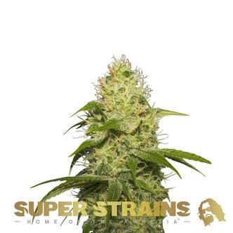 La Jefa (Super Strains) femminizzata