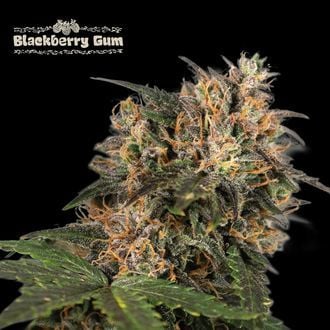 Blackberry Gum (Seedstockers) femminizzata