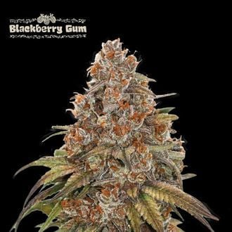 Blackberry Gum Auto (Seedstockers) femminizzata