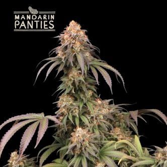 Mandarin Panties (Seedstockers) femminizzata