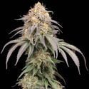 Mandarin Panties Auto (Seedstockers Superior) femminizzata