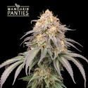 Mandarin Panties Auto (Seedstockers) femminizzata