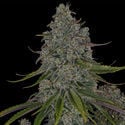 Strawberry Cough (Zamnesia Seeds) femminizzata